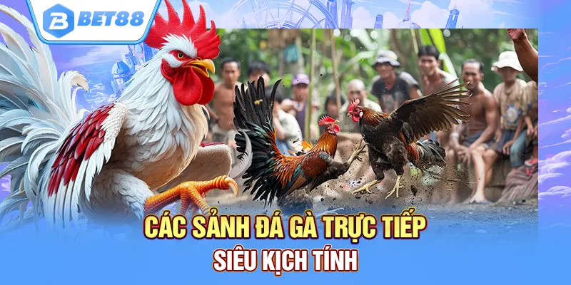 Sảnh cược đá gà trực tuyến đầy hấp dẫn